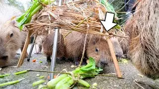 露天風呂の中で小競り合いする赤ちゃんカピバラが可愛すぎた！【季節外れのクリスマス】