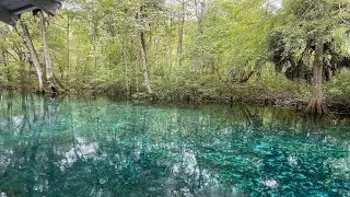 Silver Springs State Park in Ocala | Saw an Alligator and Snake | Things to do in Ocala, FL