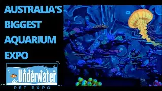 Overview and Wrap up, Underwater Pet Expo 2022