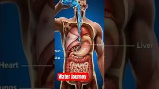 Title: What Happens to Your Body After Drinking Water #science #shorts​