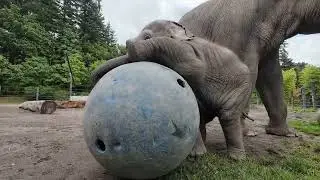 Baby Elephant Tula-Tu Turns One