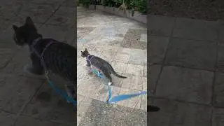 Leash Training My Kitten #kitten #shorts