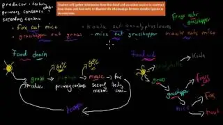 6. Construct food chains and food webs (Preliminary biology)
