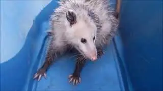 How aggressive are opossums?
