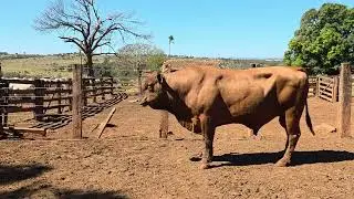 OS MARRUCO VIAJOU PARA O FRIGOR&Iacute;FICO