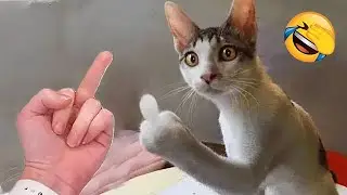 Best Funny Moments 2025 - Hilarious Animal Videos #40