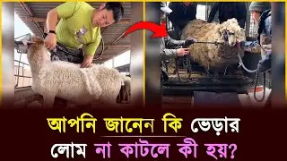 জানেন কি, ভেড়ার লোম কেন কা'টা হয়? | Sheep Wool Cutting