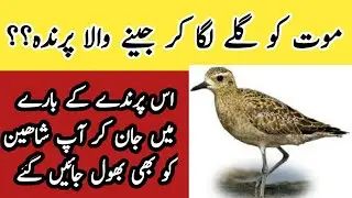 This Bird is  Playing for Death /Golden Plover Bird Full Details / \\birds