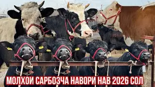 Навор нав Сарбозча Ангус гибрид нархои нав успет кунед 2 января 2026 г.