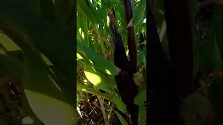 Explore Richmond California With Francisco Meza Maiz 🌽