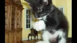 Funny Cat Thing