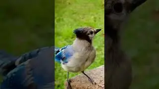 Blue jay call 😆🐦