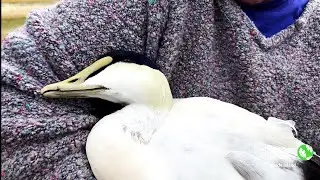 Common Eider | Nature Near You