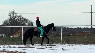Sale Ring Video Hip #91