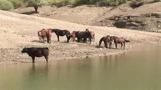 Cavalli selvaggi in Val d'Aveto
