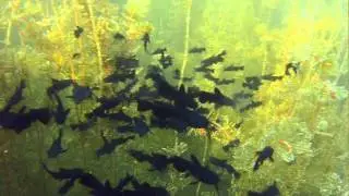Jarovecke rameno, Slovakia, asi male sumce, (baby fish, maybe catfish) 7.August 2015