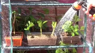 Plantado de esquejes de Ficus Benjamina y Alibustre