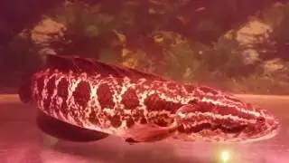 Northern Snakehead / Channa Argus