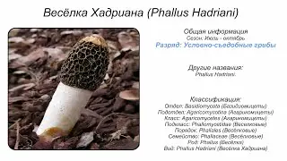 Весёлка Хадриана (Phallus Hadriani)