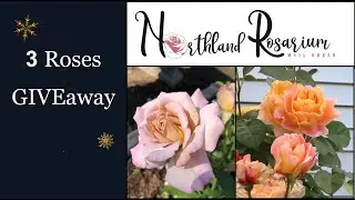 🌹 (Giveaway Ended) 3 Giveaways of Roses from Northland Rosarium