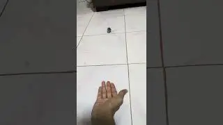 How to train your bird #birds #lifeisbutadream #myparrotwifiandme #finch #babybird #training