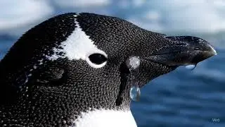 How Penguins Remove Salt: Ad&eacute;lie Penguin Close-Up