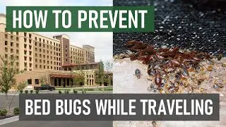 Bed Bug Travel Tips: Prevent Bed Bugs When Travelling