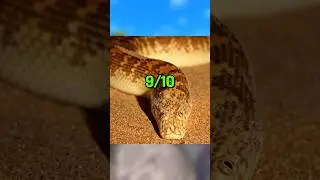 The Cutest Animals Ever&hellip;