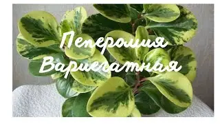 Вариегатная ПЕПЕРОМИЯ:безхлопотная вариегатка!Мой уход,полив и освещение для сумашедшего роста.