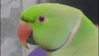 Shubh sharma vlogs||Aaj Hui parrot ki shifting