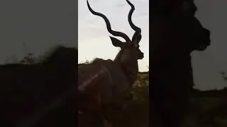 Kudu Running