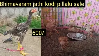 Bhimavaram jathi kodi pillalu sale telugu/9502090981/#bhimavaram #punju #rooster #pandemkollu