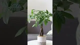 5 Plants You Can Keep on Your Desk for Good Luck #goodluck #plants #shrots