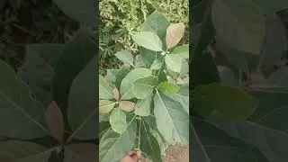 बहेड़ा का पौधा