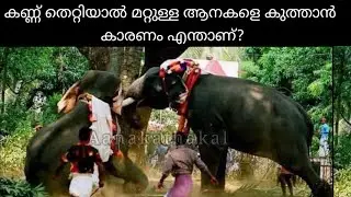 കണ്ണ് തെറ്റിയാൽ തൊട്ടടുത്തു നിൽക്കുന്ന ആനകൾ പരസ്പരം കുത്തികൊല്ലാൻ കാരണം എന്താണ് | Elephant attack