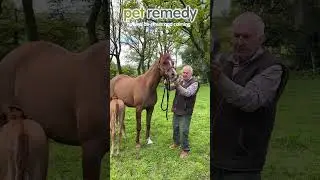 Pet Remedy Equine Calming Kit Testimonial