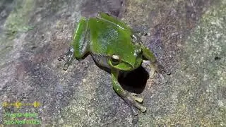 Frogging at Tamborine Mountain for FrogID Week 2025!