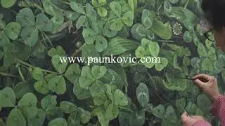 Creating Limited edition art prints