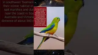 #worldmigratorybirdday#shorts#YouTubeshorts#trending#endangeredbird