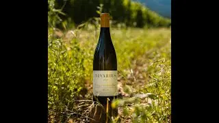 Cata de Nivarius Viura y Maturana Blanca