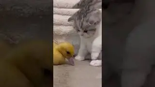 #cats VS #ducks #funny #shorts #viral #trending #lol #cat #duck #funnyvideo #funnyshorts #catvideos