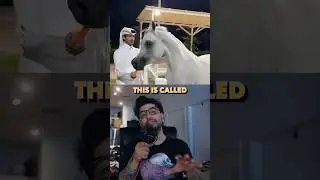 Have you ever seen an Arabian horse before #Horse #Arabian #Shorts