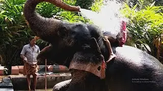 Elephant Shower and Bath in Thekkady, Kerala, India