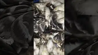 andi resum kitpalan