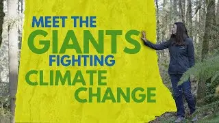 Oregon&rsquo;s Old Forests = Carbon Storage Giants