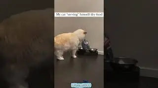 You Won&rsquo;t Believe How Smart This Kitten Is #cat #funnycats #cutecat #catlovers #fyp #viralvideo
