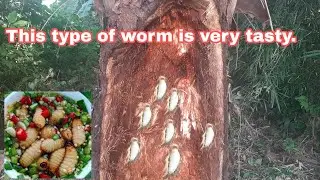 Catch worms in palm trees,This type of worm is very tasty.