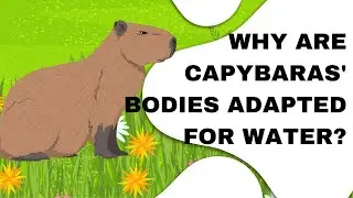 Animal Facts:  40 Amazing Capybara Facts You Need to Know