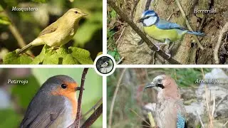 Mosquiteros, petirrojos, herrerillo y arrendajo.