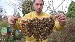 Einraum Home-Hive Erstdurchsicht im Fr&uuml;hling